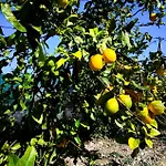 Anesis Terra Luxury * 코스 타운